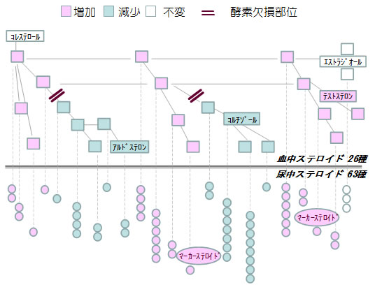 古典型２１-水酸化酵素欠損症新生児の血中・尿中ステロイドマップ